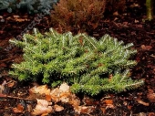 Abies koreana 'Green Carpet' 